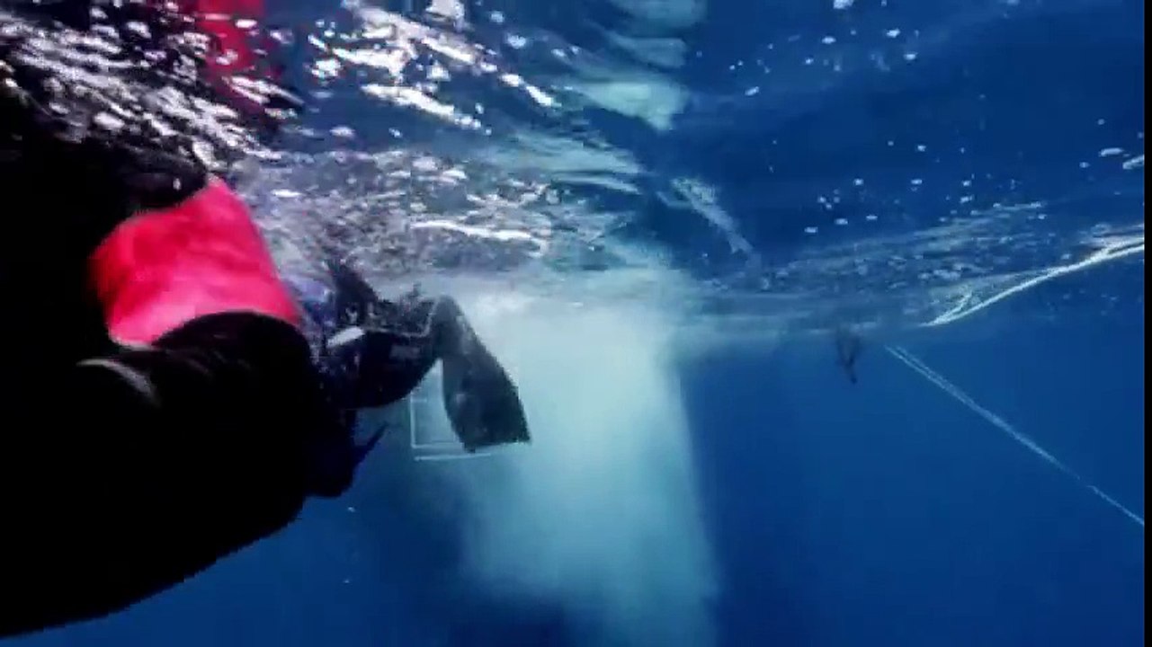 Great Barrier Reef with David Attenborough S01 - Ep02 Visitors - Part 02 HD Watch