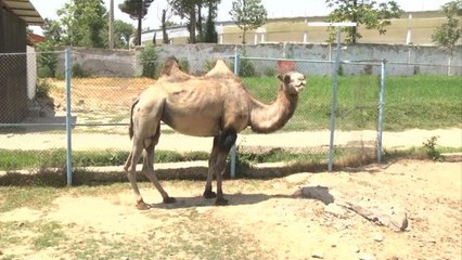 Coupe du Monde 2018 - Que prédit la chamelle Marya pour France-Croatie ?