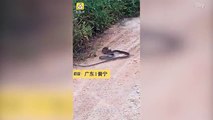 Unbelievable moment rat tries to 'eat a SNAKE' as it bites and drags the struggling reptile.