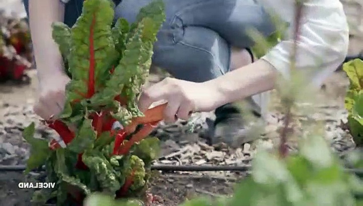 Bong Appetit S02E08 Grow To Table Cuisine