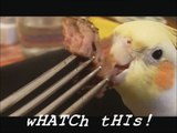 Cockatiel PIG OUT compilation; pets gone Wild. Don't feed your pet like this! Be healthy.