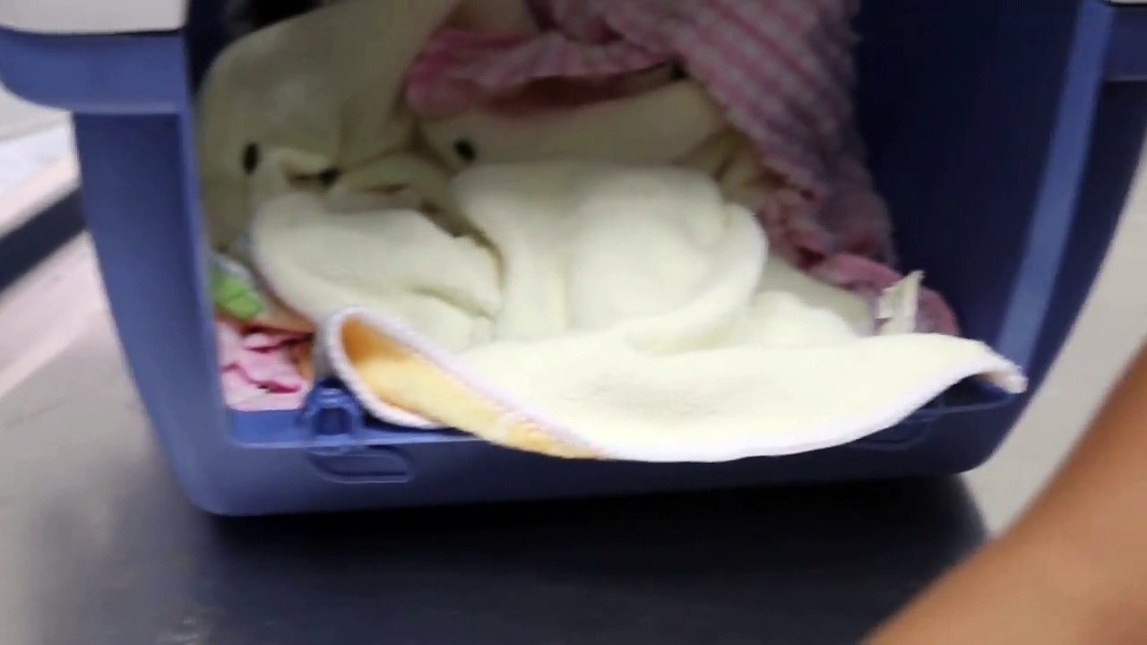 Two young guinea pigs had ear infections