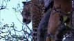 Wild Leopard - Wild Life Animals - National Geographic Documentary