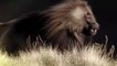 Nat Geo Wild Animals - King of the Mountain Baboons