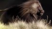 Nat Geo Wild Animals - King of the Mountain Baboons