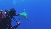 شاهد: غطاسة جريئة تغامر بحياتها لإنقاذ أخطر أسماك القرش