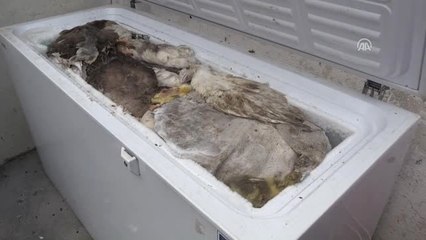 Kars'ta Kazların Hastalık Nedeniyle Öldüğü İddiası