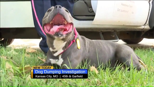 Surveillance Video Captures Owner Throwing Dog Out of Car Window at Illegal Dumping `Hot Spot`