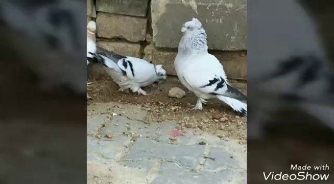 taklacı güvercin resimleri