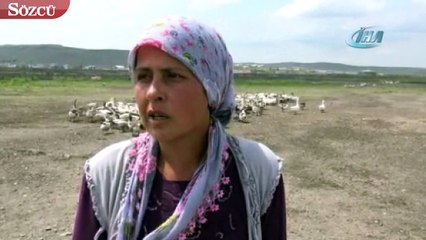 Kars’ta kaz ölümleri yeniden başladı!