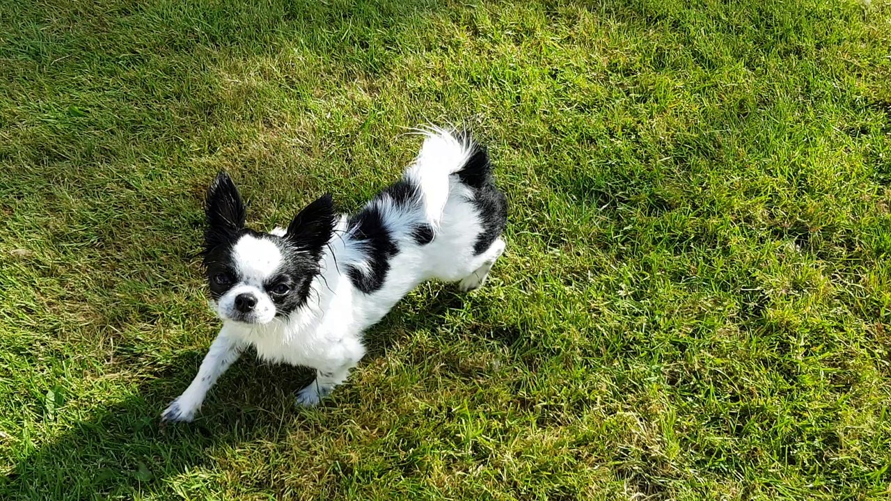 Nouage tout mouillé après le bain