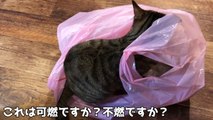 ゴミ袋に入って自ら捨てられようとする元捨て猫がいるらしい