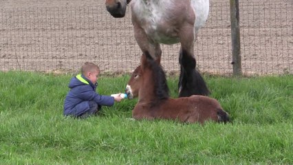 Cet enfant nourrit un poulain sous les yeux de sa maman qui apprécie beaucoup