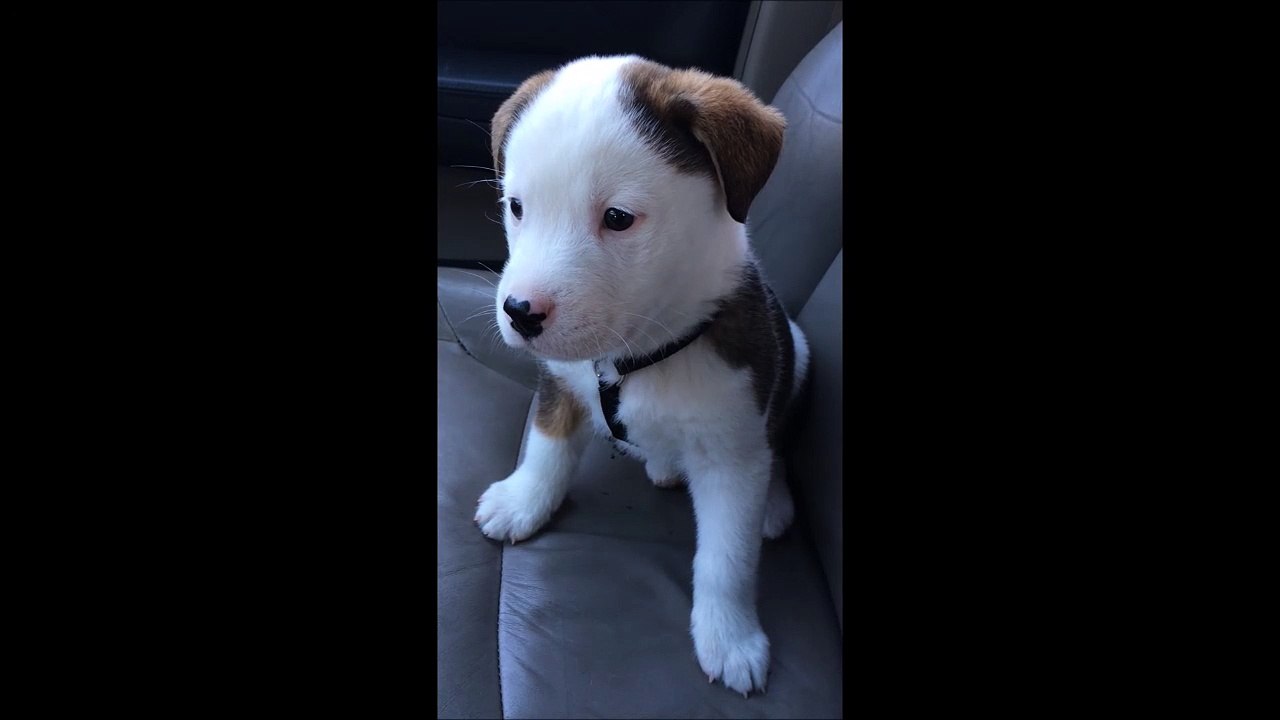 Ce bébé chien qui a le hoquet est trop adorable - Vidéo Dailymotion