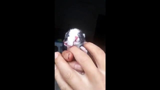 Ce chaton est né avec 2 visages sur la tête