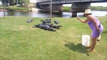 Tout les jours elle vient nourrir des dizaines de crocodiles sauvages