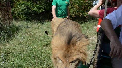 Ils voulaient voir un lion de près, ils ne vont pas etre déçu