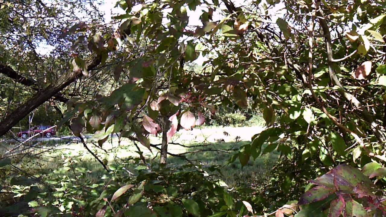 32| Catholic Hobo Pilgrimage,  Osserneon, Night is the cold