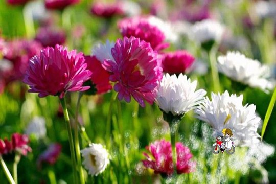 Good Morning With Beautiful Flowers Pictures Photos Greetings Wallpapers Images Whatsapp Status #1