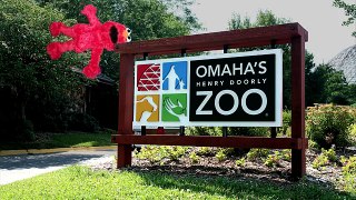 Elmo Helps Find Kermit The Frog At The Zoo!