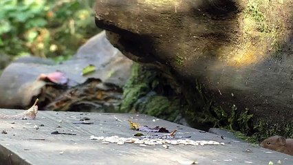 Cat Entertainment Videos - Mice and Birds Do Lunch