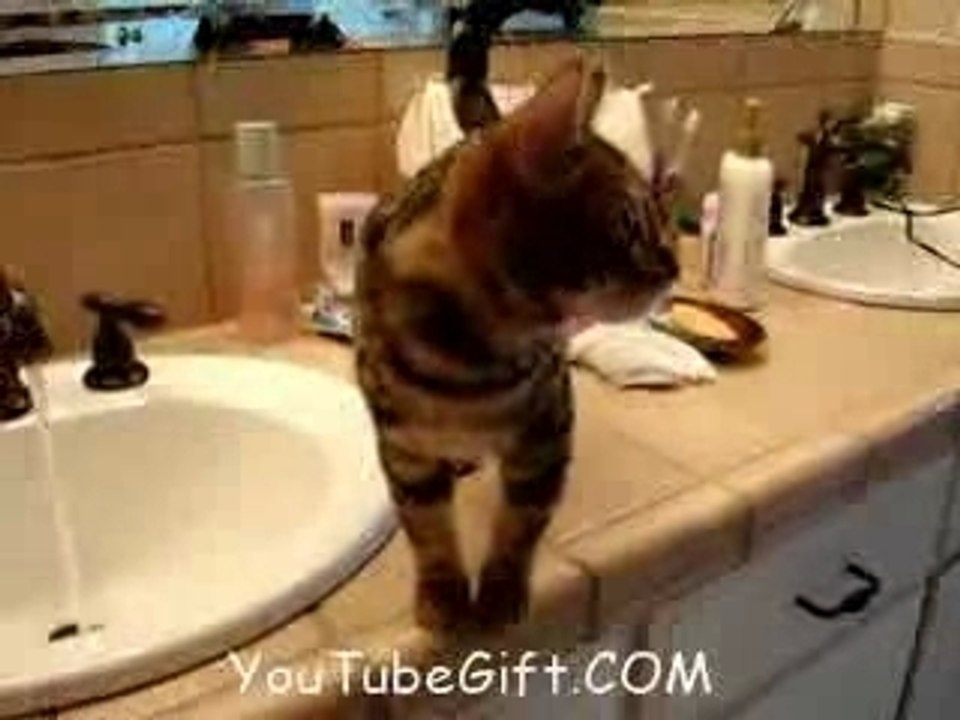 A cat that likes bath? Un chat qui aime le bain?