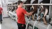 Machine_Milking_Dairy_Goats