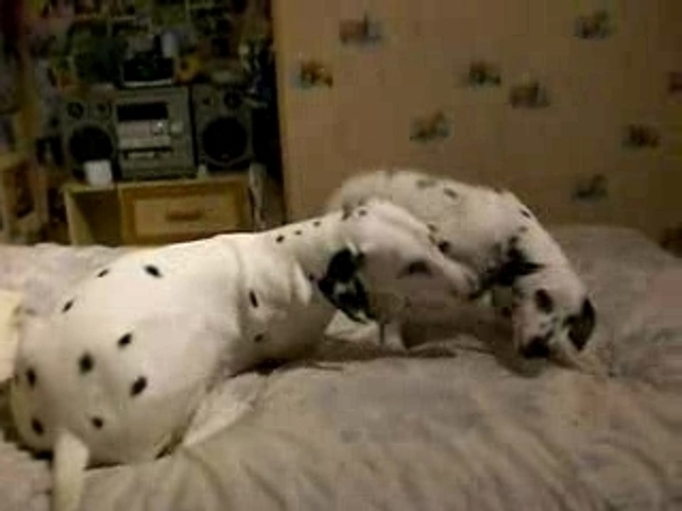 Mes loulous qui joue