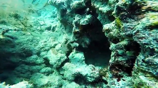 Florida Keys Reef Fishing and Spear Fishing Chatch, Clean, Cook)