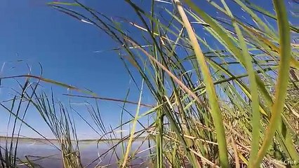 It's Here! Florida Duck Hunting Season-Catch and Cook!