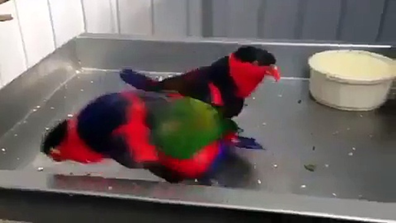 Inst-video