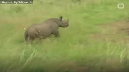 Eight Endangered Black Rhinos Died In Kenya This Week