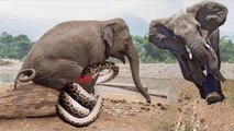 ہاتھی بڑا لیکن کنگ کوبرا سے زہریلا - ہاتھی کنگ کوبرا ناک سے ہاتھی بچاتا ہے - ELEPHANT VS COBRA