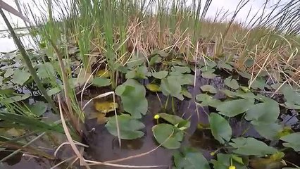 That was Close! (Duck Hunting with an ALLIGATOR!!)