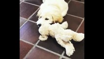 Best Of Cute Golden Retriever Puppies Compilation #28 - Funny Dogs 2018_13-06-2018_5