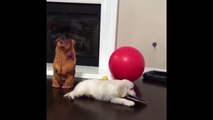 Best Of Cute Golden Retriever Puppies Compilation #28 - Funny Dogs 2018_13-06-2018_3