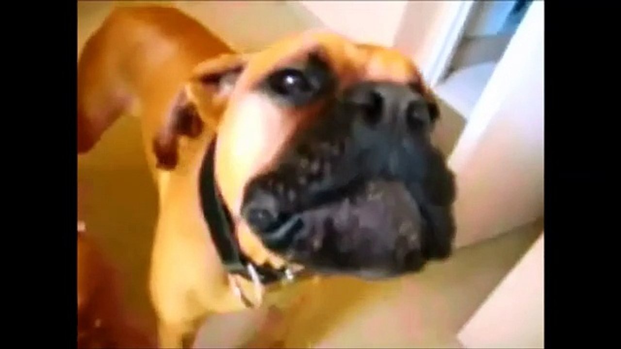 Funny Can Talk