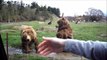 Ces ours font coucou aux visiteurs pour avoir à manger