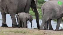 Naissance de jumeaux éléphanteaux. Première mondiale