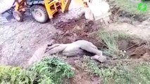 Des indiens sauvent un éléphant coincé dans la boue la tête à l'envers