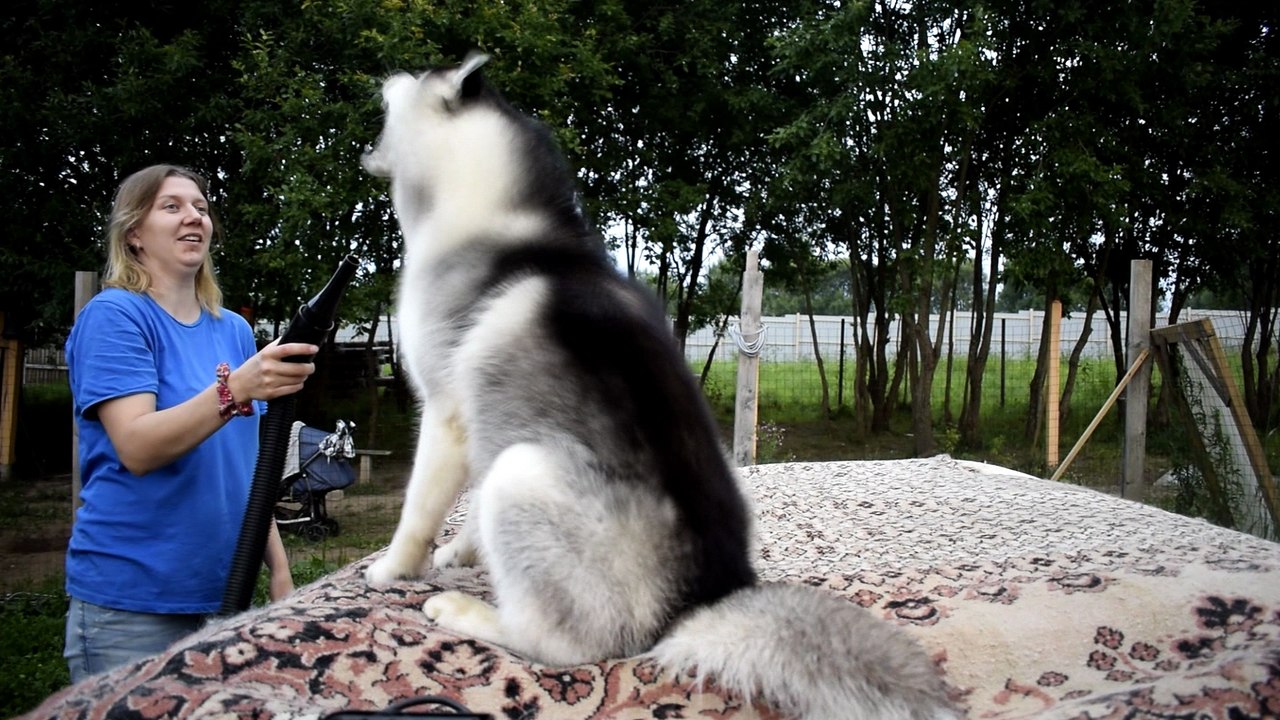 Playful Husky plays with a dryer for drying the wool
