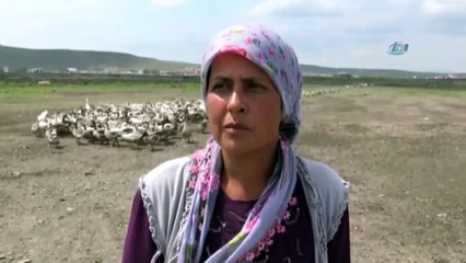 Kars'ta Korkutan Gelişme... Geçen Yıl Ortaya Çıkmıştı! Yeniden Başladı