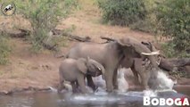 Amazing Elephant Defeated To Escape The Jaws Of Crocodile - Crocodile Hunting Fail