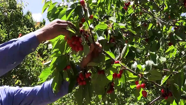 'Dalbastı' kirazında rekolte azaldı - MALATYA
