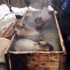 Capybaras chillin in the hot tub