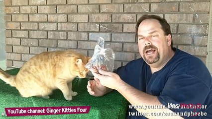 Top 10 Funny Tricks to Teach Your Cat