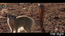 動物の襲撃 - ライオンズモンゴースジャガーを含む最も壮大な動物の狩猟編集
