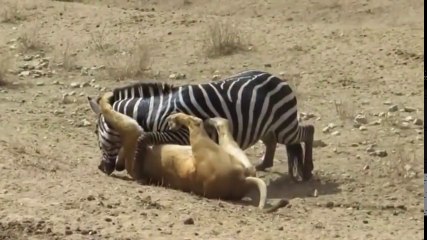 バッファローの群れは木の上にライオンを追いかけた