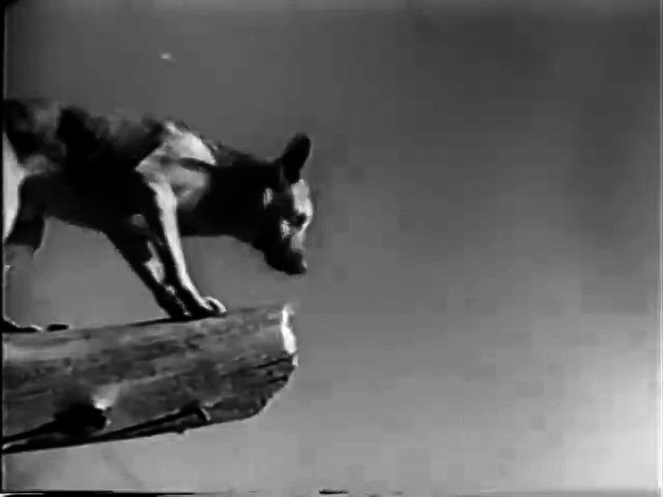 Caryl of the Mountains (1936) RIN TIN TIN part 2/2