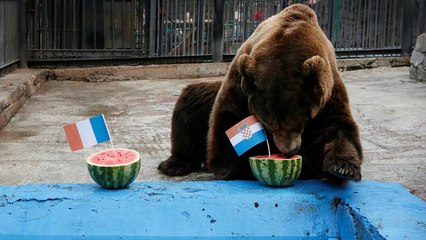 پیش‌بینی «بویان»، خرس سیبری: کرواسی برنده بازی فینال جام جهانی روسیه